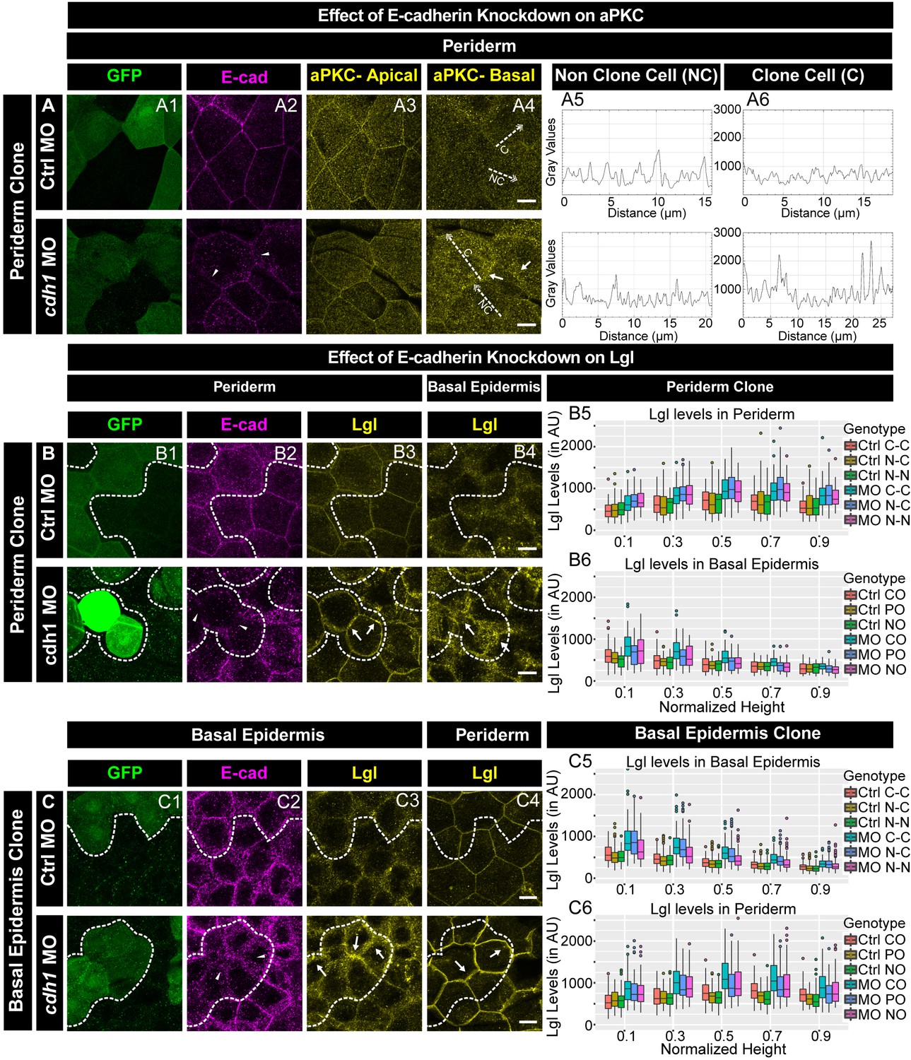 Stepwise Polarisation Of Developing Bilayered Epidermis Is Mediated By Apkc And E Cadherin In Zebrafish Elife