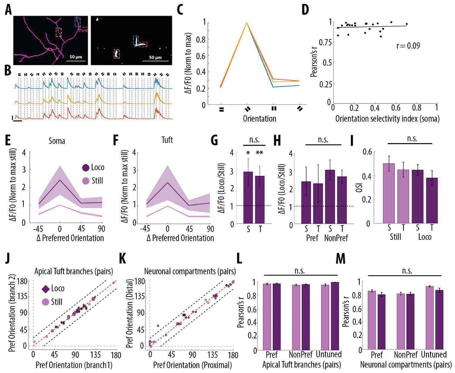 Dynamic compartmental computations in tuft dendrites of layer 5 neurons  during motor behavior
