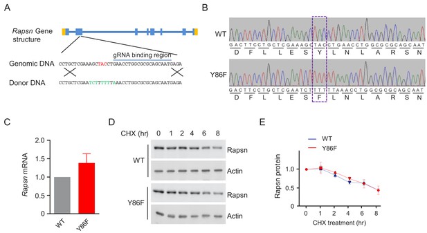 Figures and data in A mechanism in agrin signaling revealed by a ...