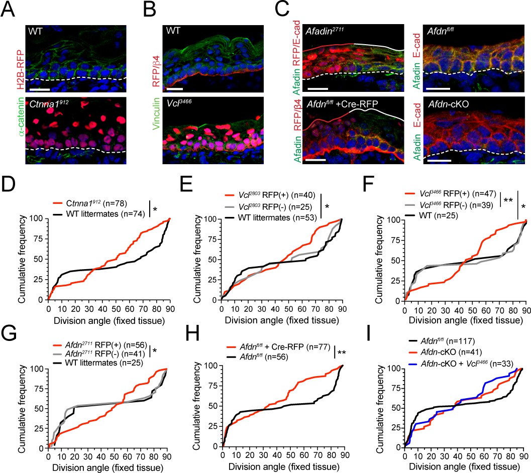 Telophase Correction Refines Division Orientation In Stratified Epithelia Elife Telophase Correction Refines Division Orientation In Stratified Epithelia Elife