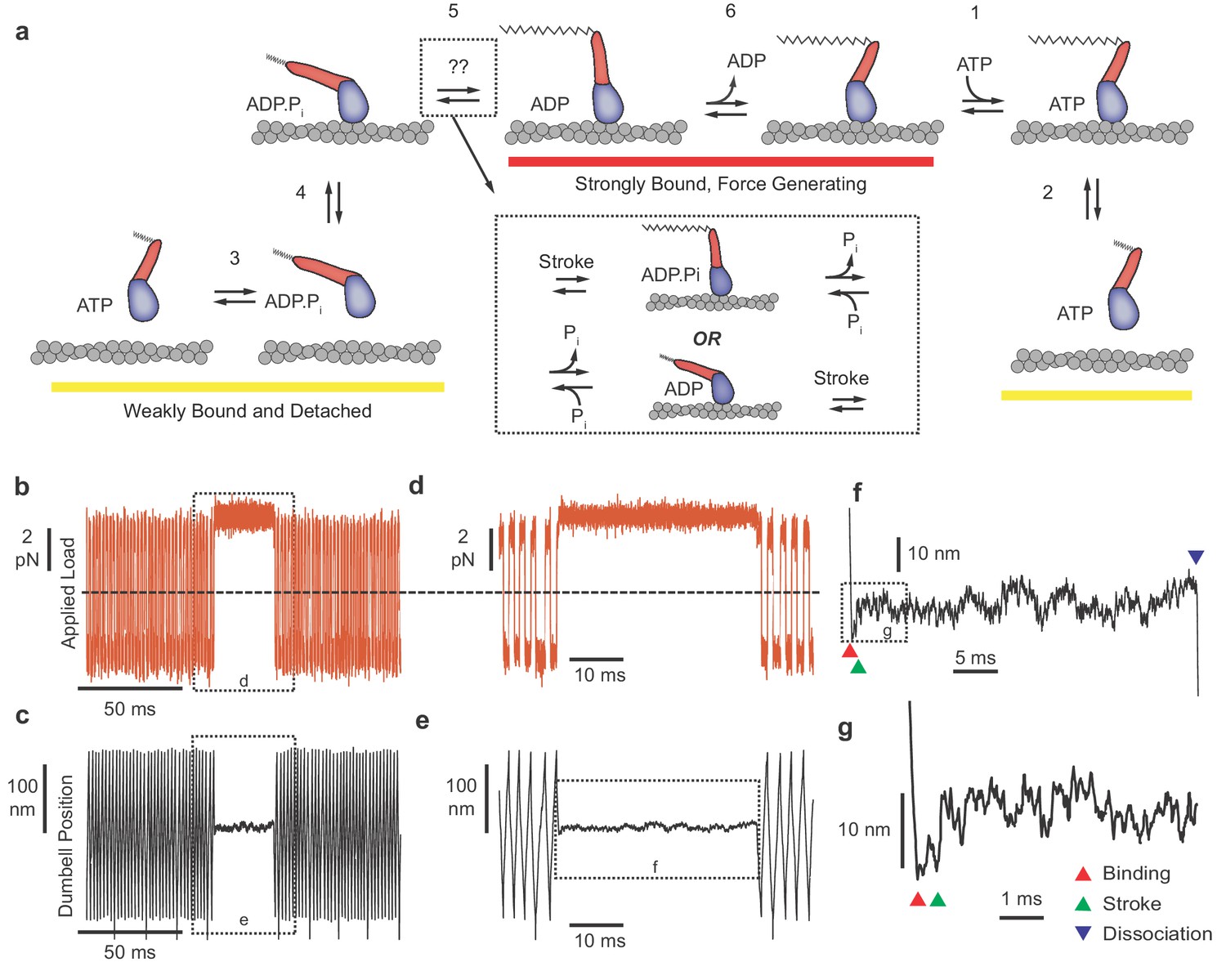 Single molecule mechanics resolves the earliest events in force generation by cardiac myosin | eLife