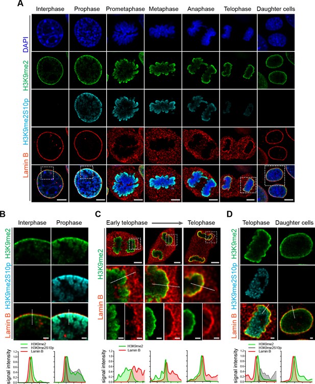 H3K9me2 orchestrates inheritance of spatial positioning of peripheral ...