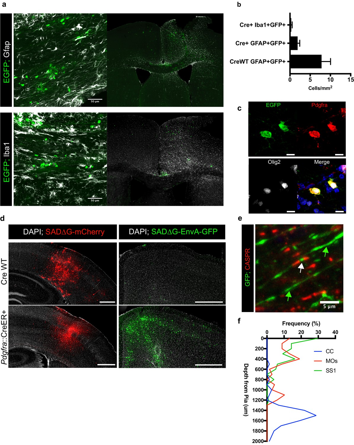 Monosynaptic tracing maps brain-wide afferent oligodendrocyte 
