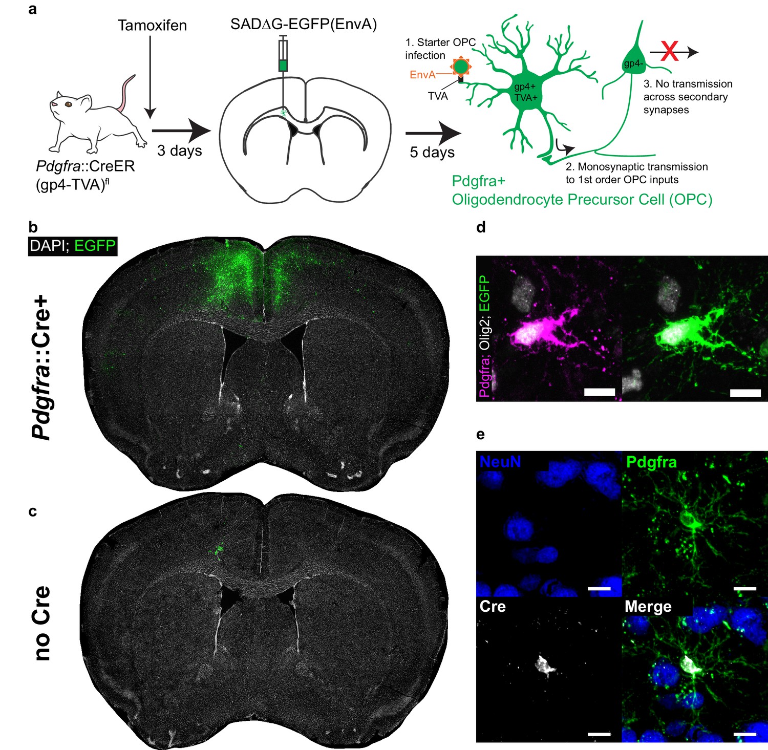 Monosynaptic Tracing Maps Brain Wide Afferent Oligodendrocyte Precursor Cell Connectivity Elife 