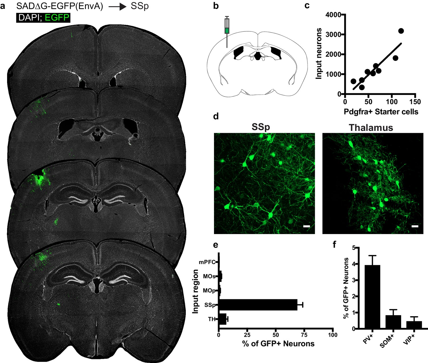Monosynaptic tracing maps brain-wide afferent oligodendrocyte 