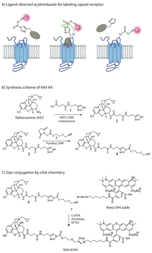 Visualizing endogenous opioid receptors in living neurons using ligand ...