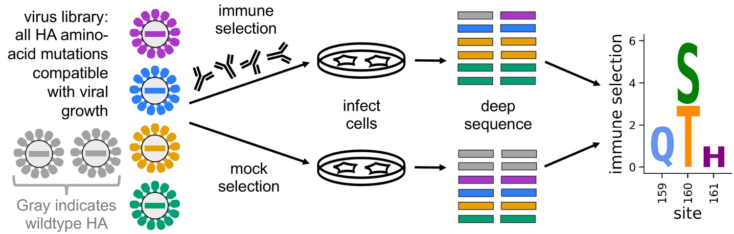 Mapping Person To Person Variation In Viral Mutations That Escape Polyclonal Serum Targeting 