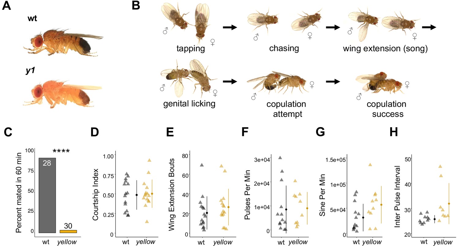 The Yellow Gene Influences Drosophila Male Mating Success Through B Melanization Elife