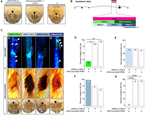 Figures And Data In The Yellow Gene Influences Drosophila Male Mating 