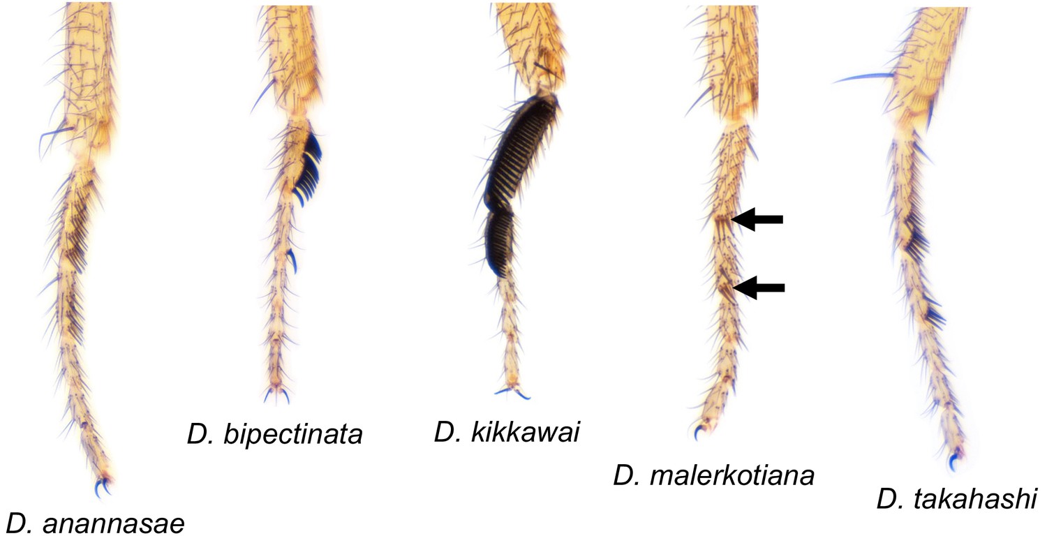 Figures And Data In The Yellow Gene Influences Drosophila Male Mating Success Through B