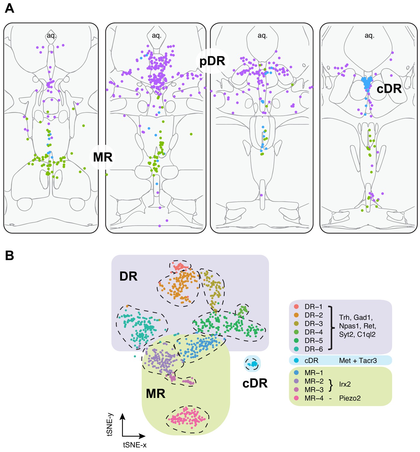 Single Cell Transcriptomes And Whole Brain Projections Of Serotonin Neurons In The Mouse Dorsal 0018