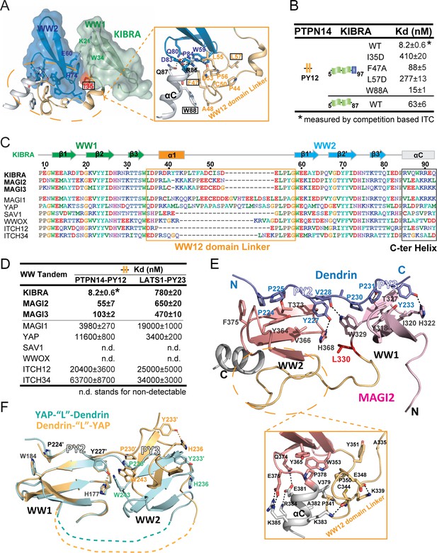 Decoding WW domain tandem-mediated target recognitions in tissue growth ...