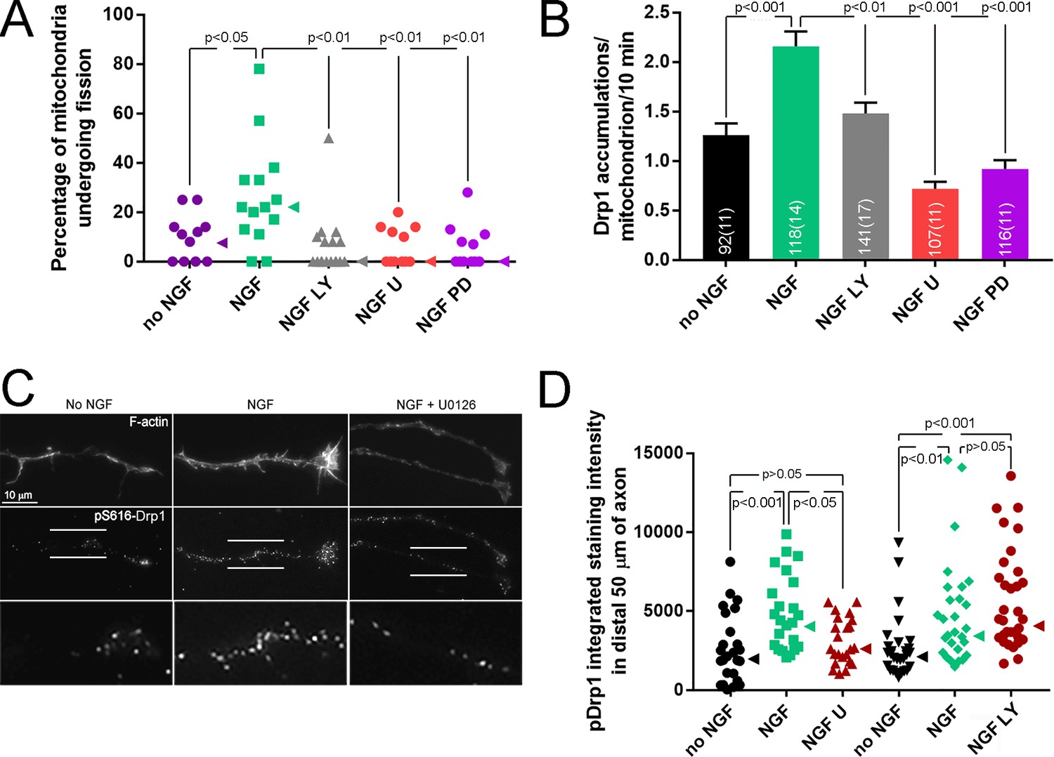 Neurotrophins Induce Fission Of Mitochondria Along Embryonic Sensory