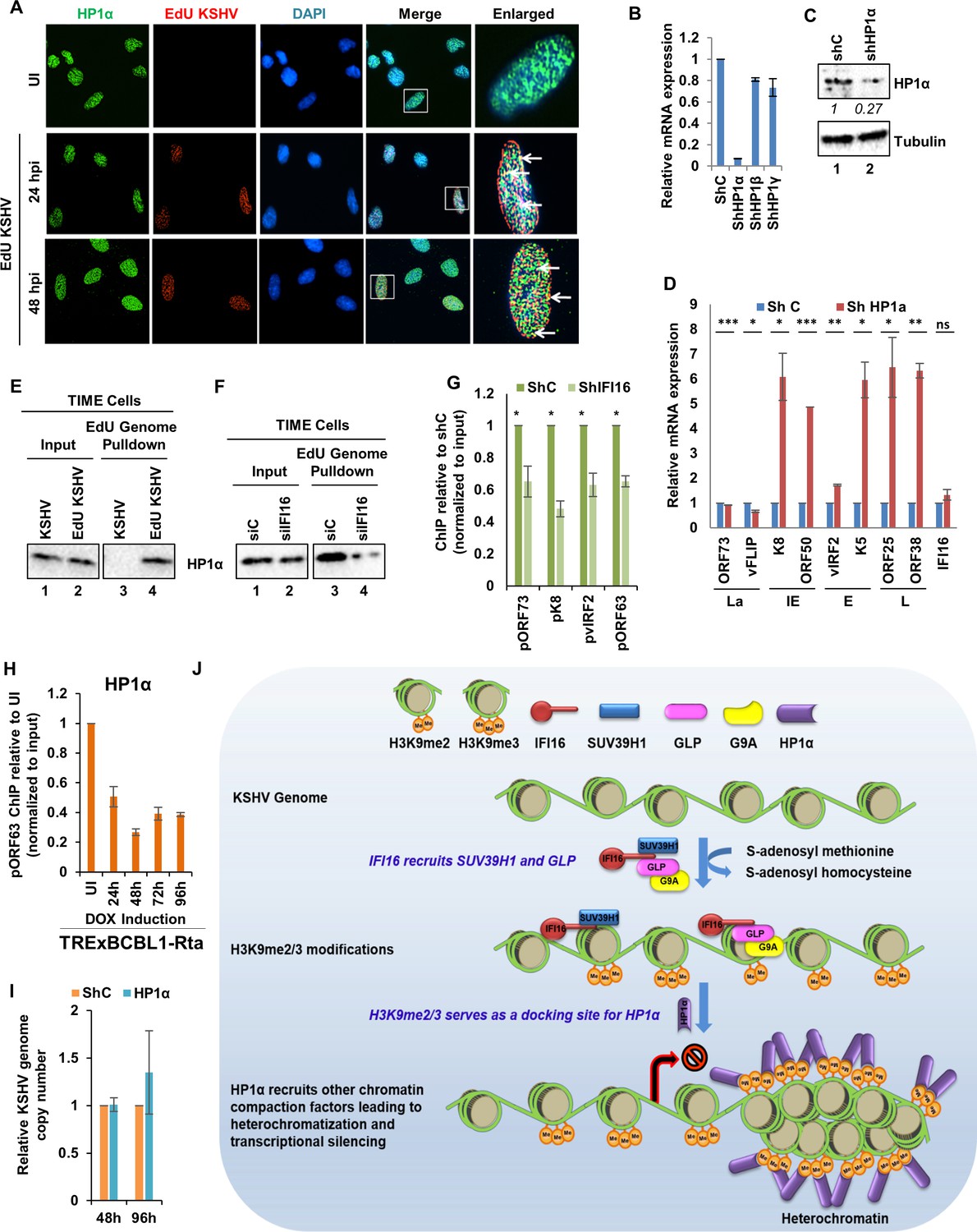 Figures And Data In IFI16 A Nuclear Innate Immune DNA Sensor Mediates