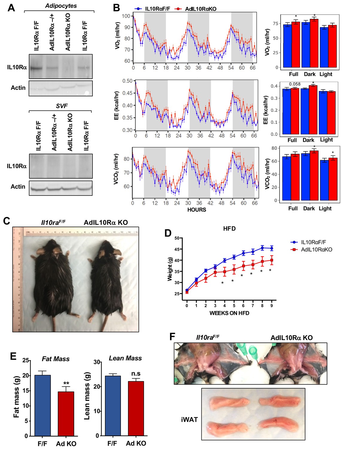 Figures and data in Single cell analysis reveals immune cell–adipocyte ...