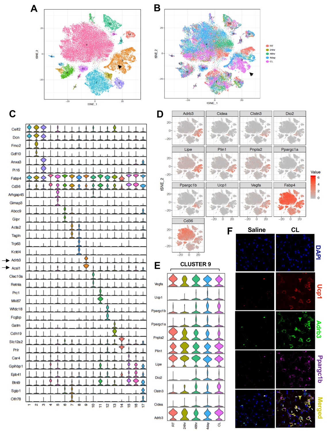 Single Cell Analysis Reveals Immune Cell Adipocyte Crosstalk Regulating