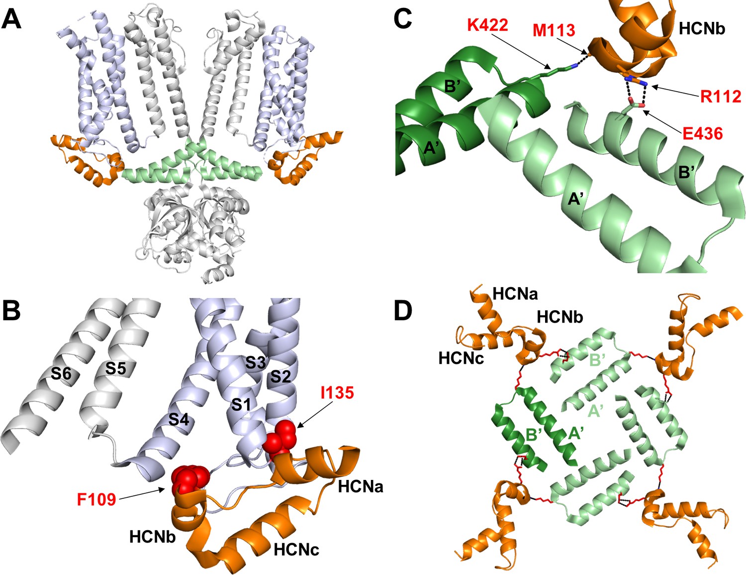 The HCN domain couples voltage gating and cAMP response in ...