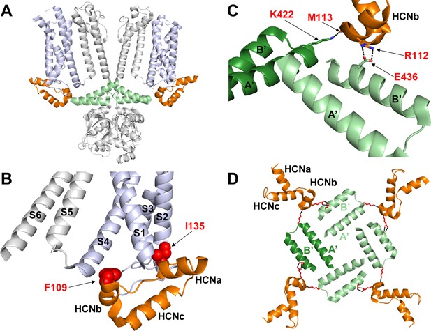 The HCN domain couples voltage gating and cAMP response in ...