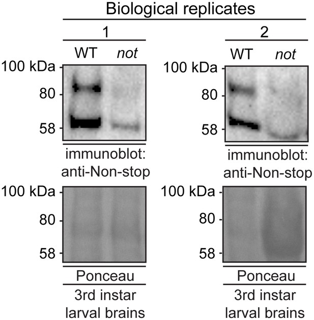 Figures and data in Ataxin-7 and Non-stop coordinate SCAR protein ...