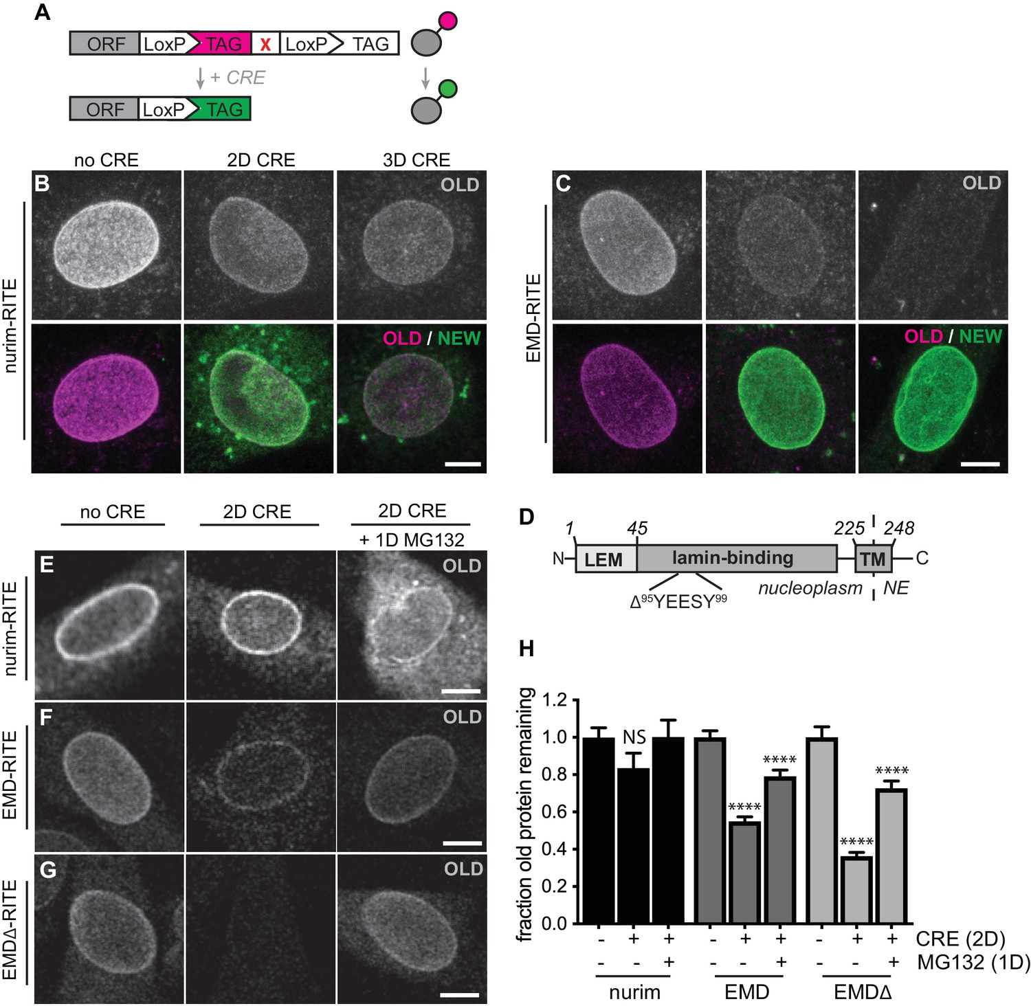 Selective clearance of the inner nuclear membrane protein emerin 