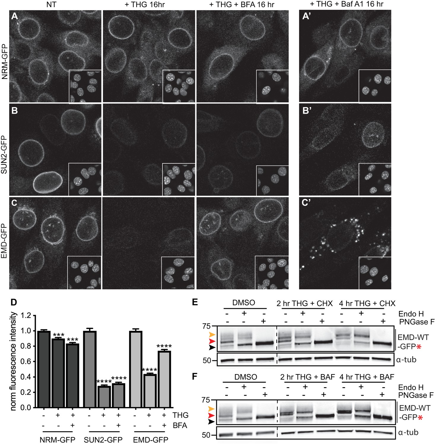 Selective clearance of the inner nuclear membrane protein emerin 