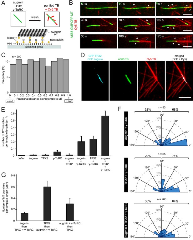 Figures And Data In Biochemical Reconstitution Of Branching Microtubule Nucleation Elife 3003