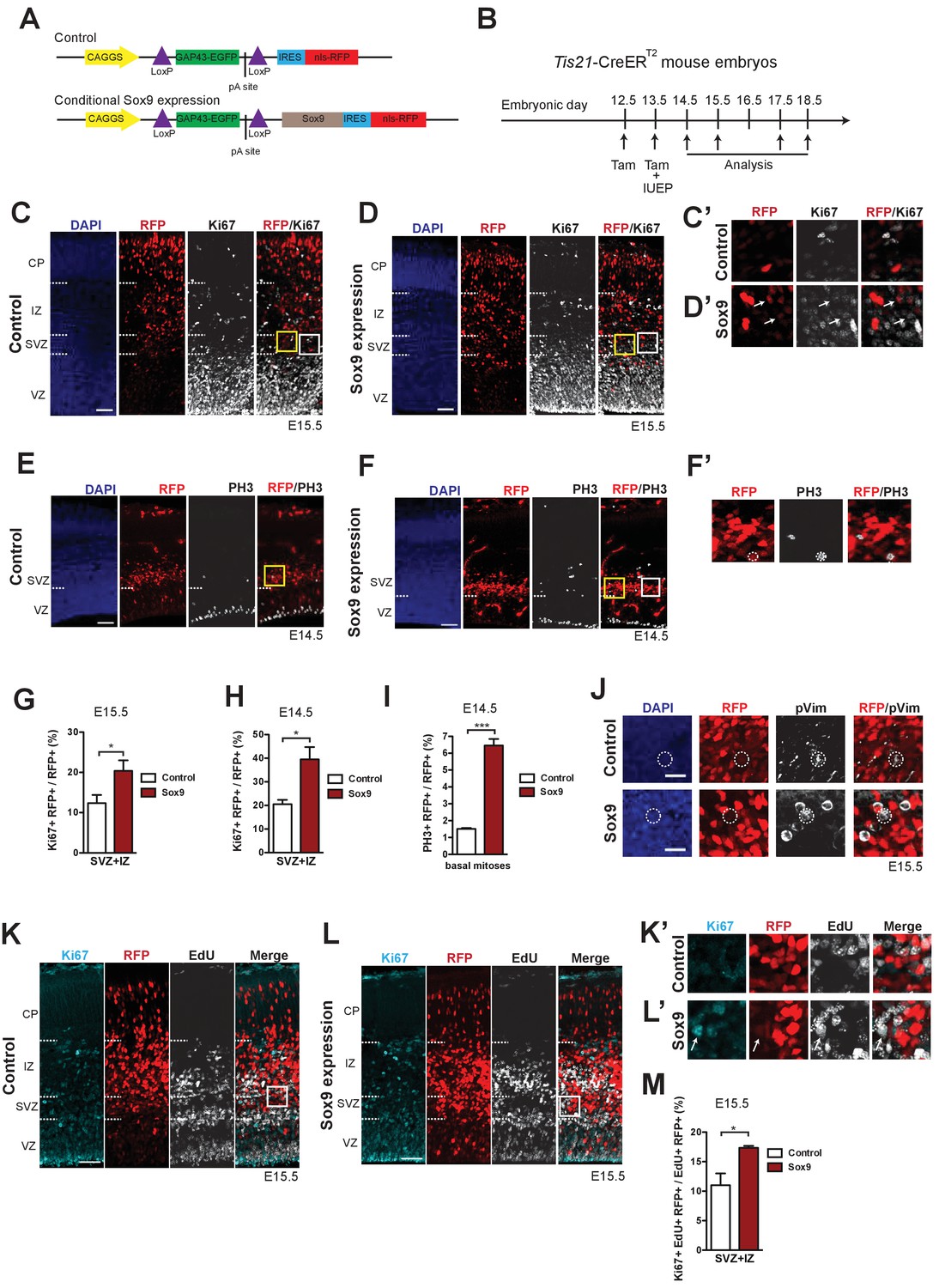 Extracellular Matrix Inducing Sox9 Promotes Both Basal Progenitor Proliferation And Gliogenesis In Developing Neocortex Elife