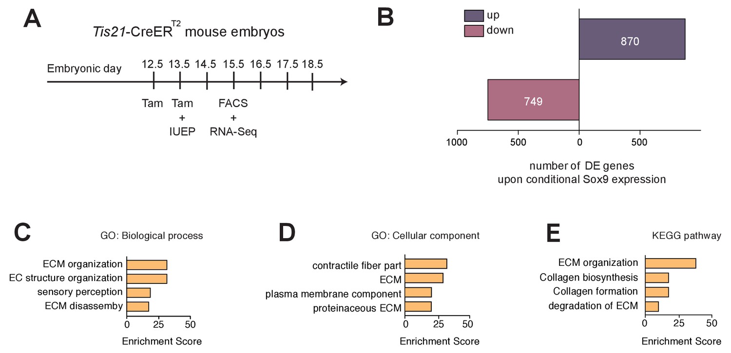 Figures And Data In Extracellular Matrix Inducing Sox9 Promotes Both