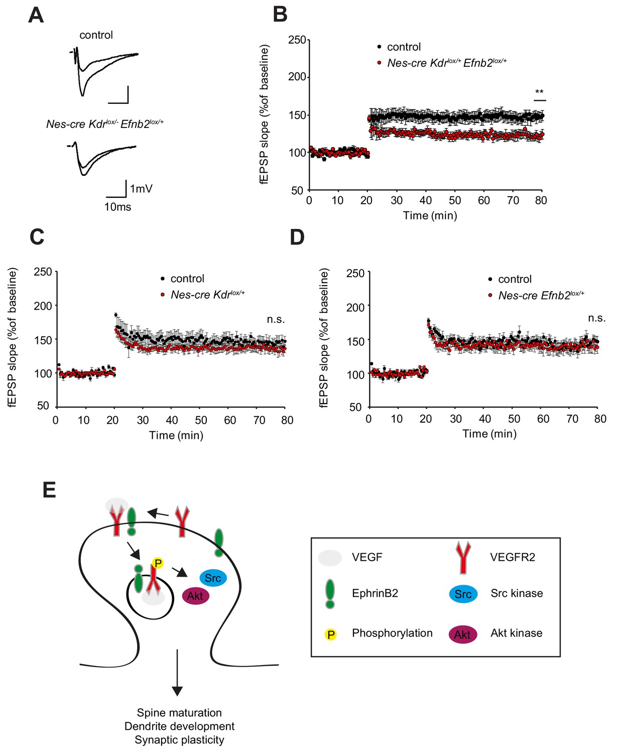 Figures And Data In EphrinB2 Regulates VEGFR2 During Dendritogenesis ...