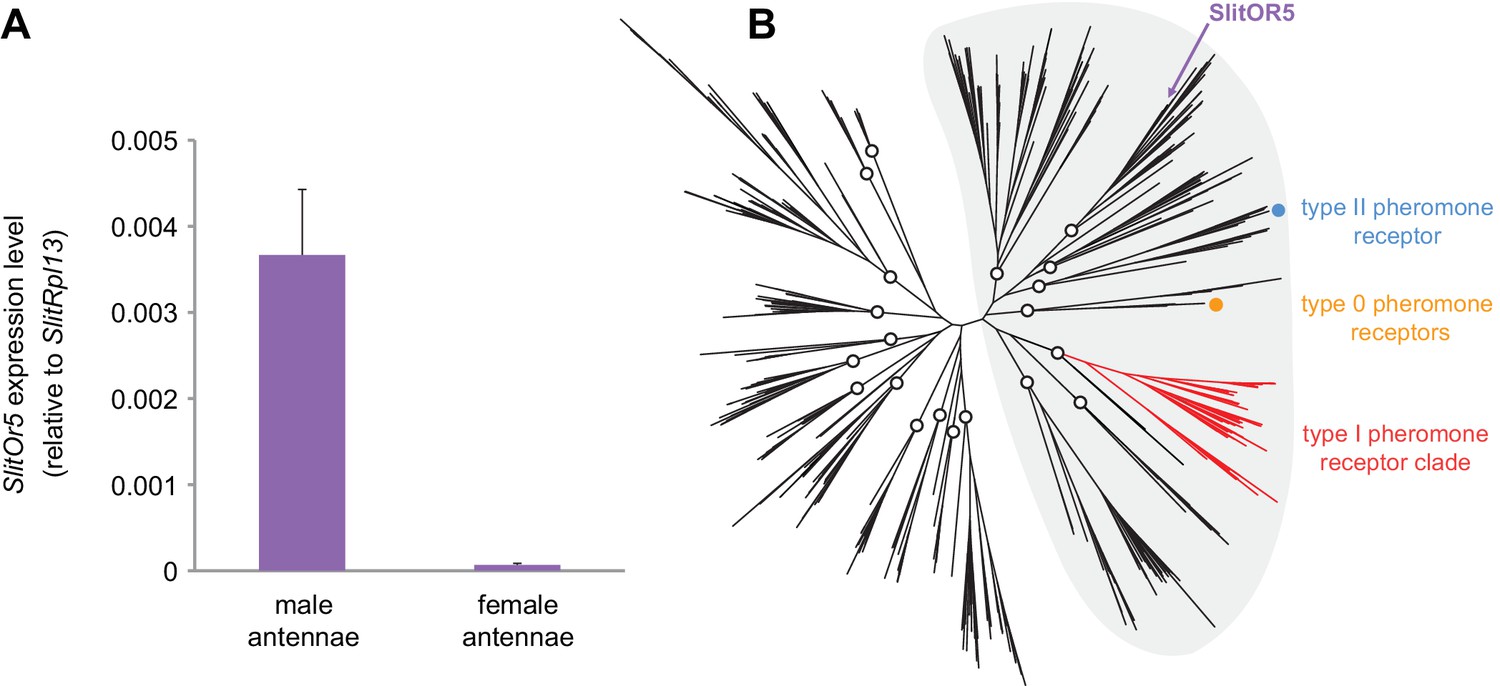 A novel lineage of candidate pheromone receptors for sex