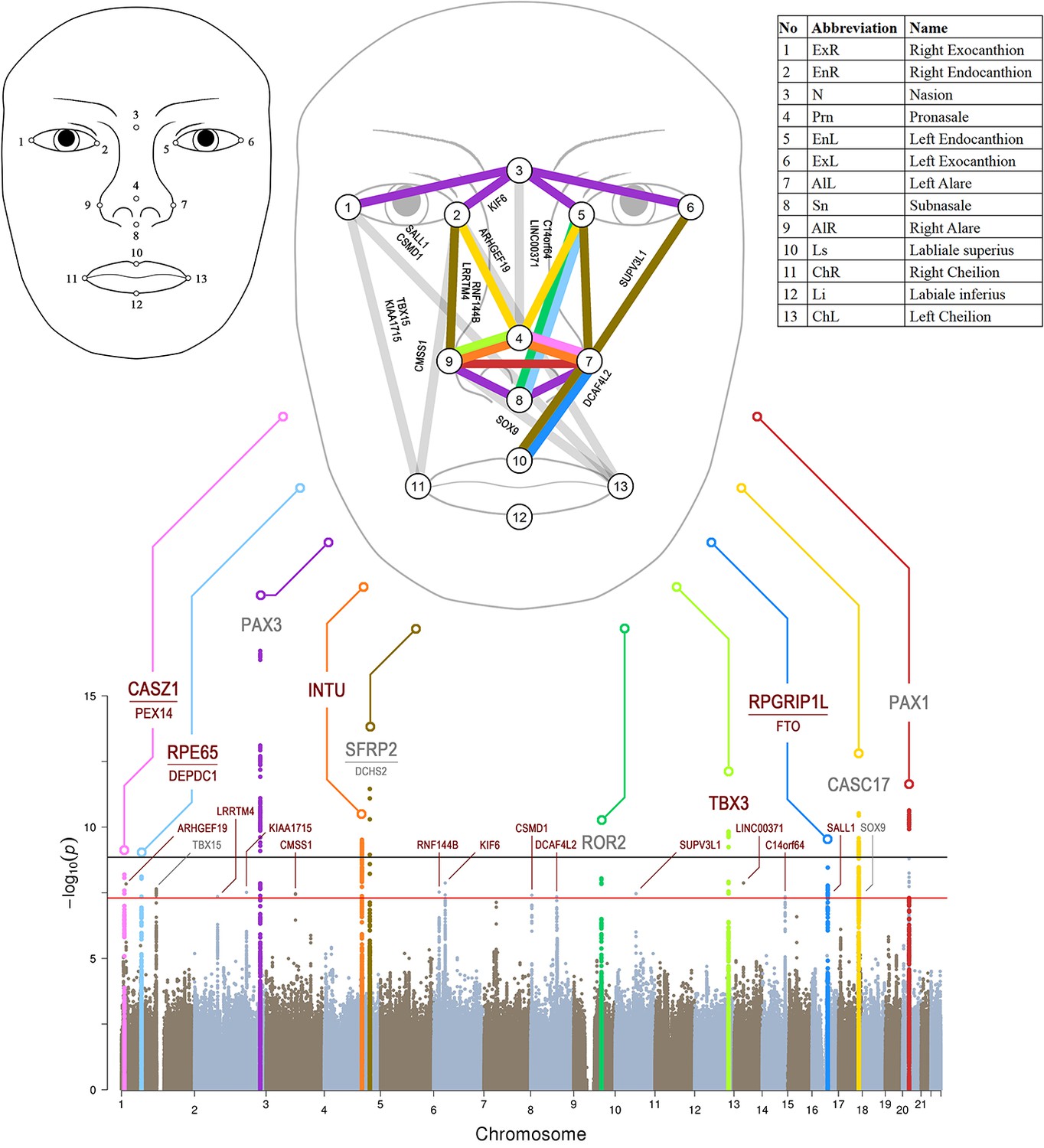 novel-genetic-loci-affecting-facial-shape-variation-in-humans-elife