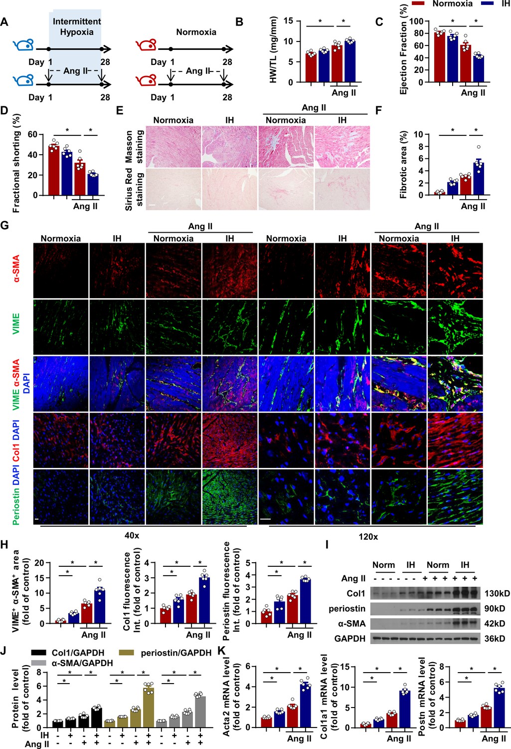 Figures And Data In Intermittent Hypoxia Mediated By TSP1 Dependent On ...