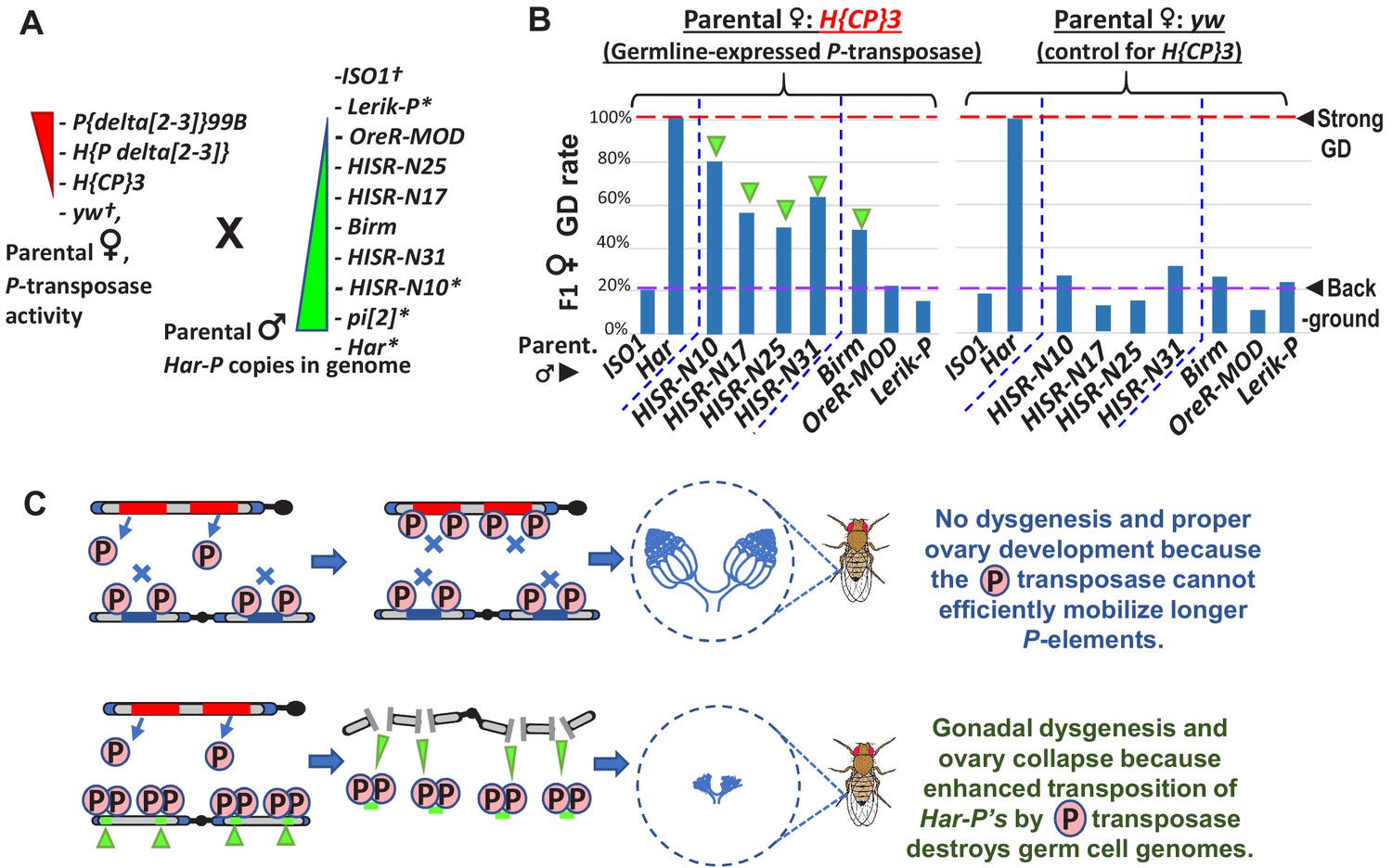Har P A Short P Element Variant Weaponizes P Transposase To Severely Impair Drosophila Development Elife