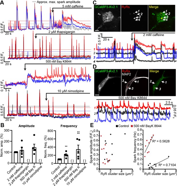 Kv2.1 mediates spatial and functional coupling of L-type calcium ...