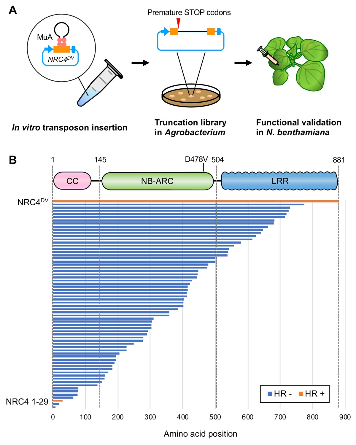 An N Terminal Motif In Nlr Immune Receptors Is Functionally Conserved Across Distantly Related Plant Species Elife