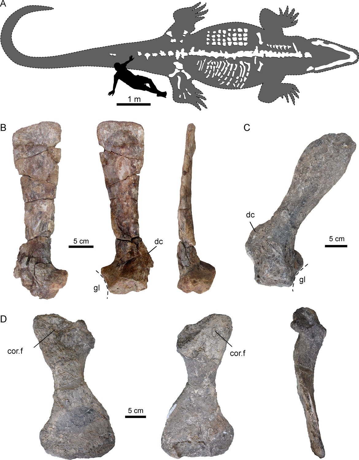 The modern crocodilian pelvic girdle. Pelvic girdle of Crocodylus