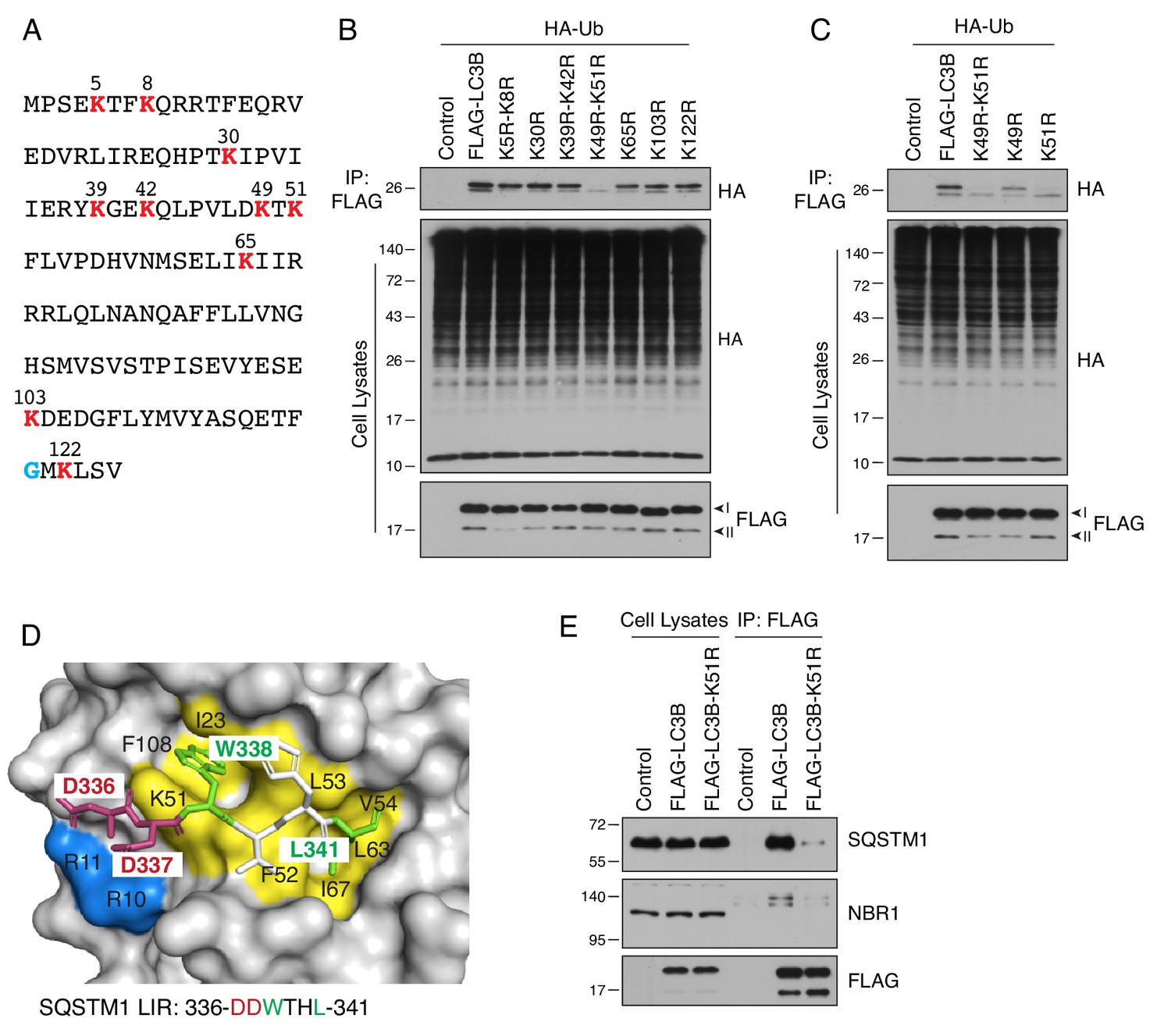 Negative regulation of autophagy by UBA6-BIRC6–mediated