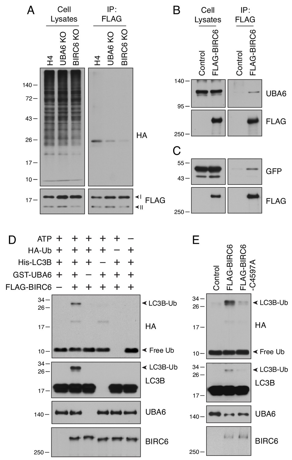 Negative regulation of autophagy by UBA6-BIRC6–mediated Negative regulation of autophagy by UBA6-BIRC6–mediated