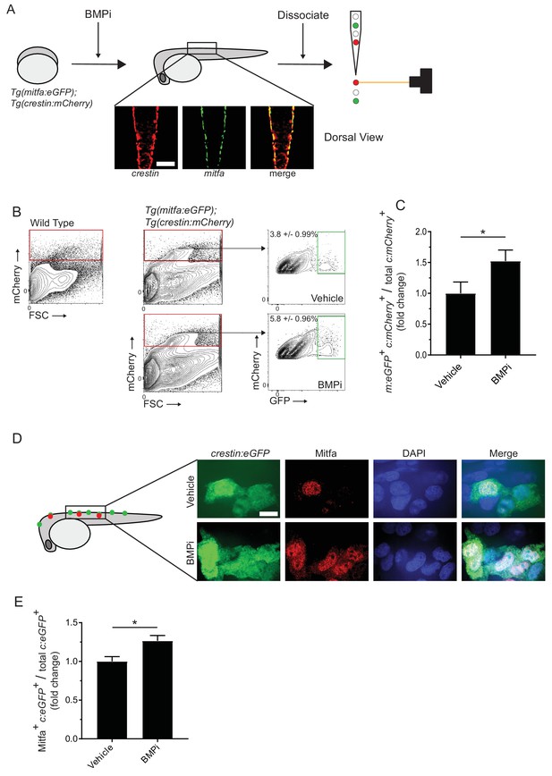 Figures and data in Regulation of zebrafish melanocyte development by ...