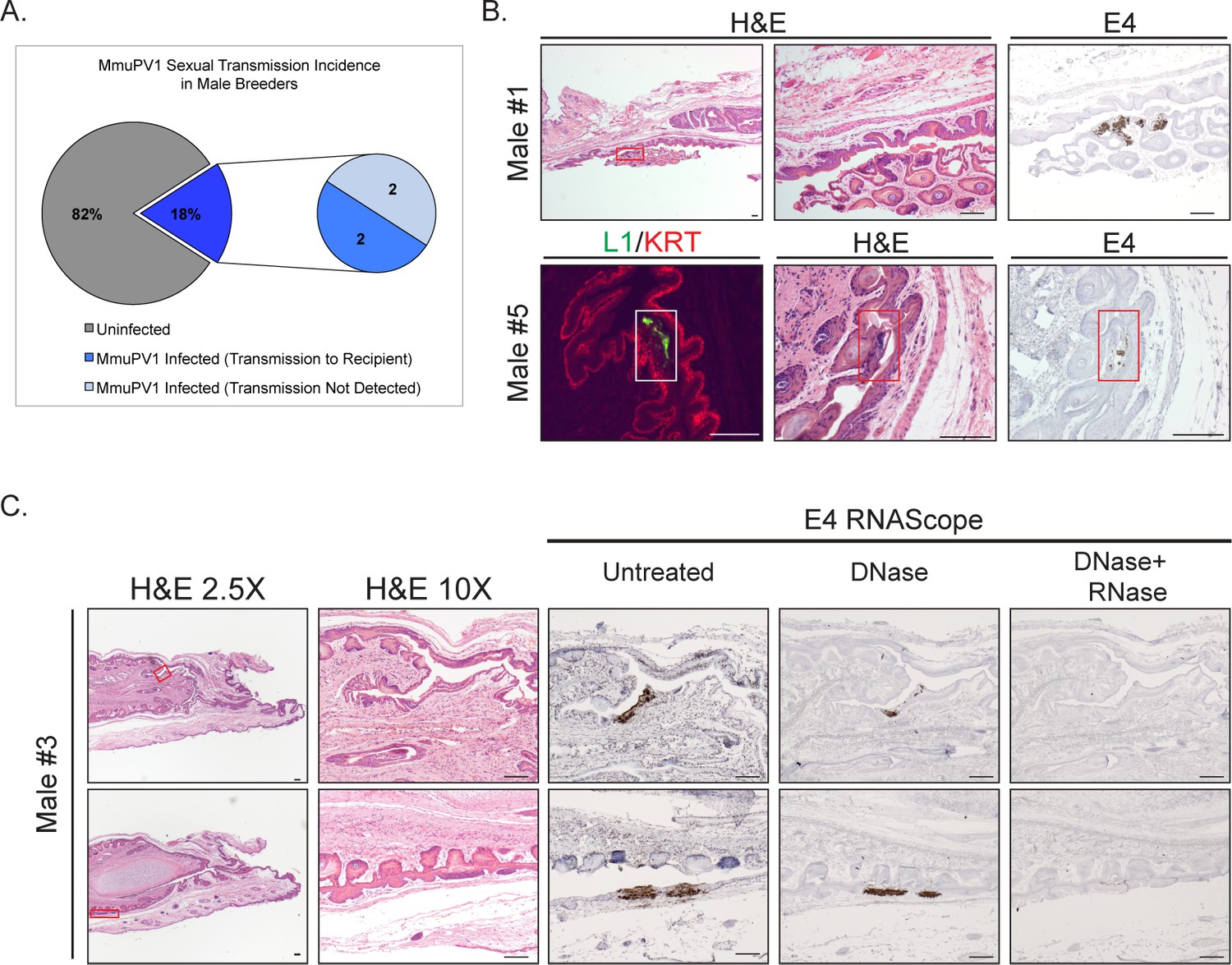 Figures And Data In Sexual Transmission Of Murine Papillomavirus Mmupv1 In Mus Musculus Elife 1476