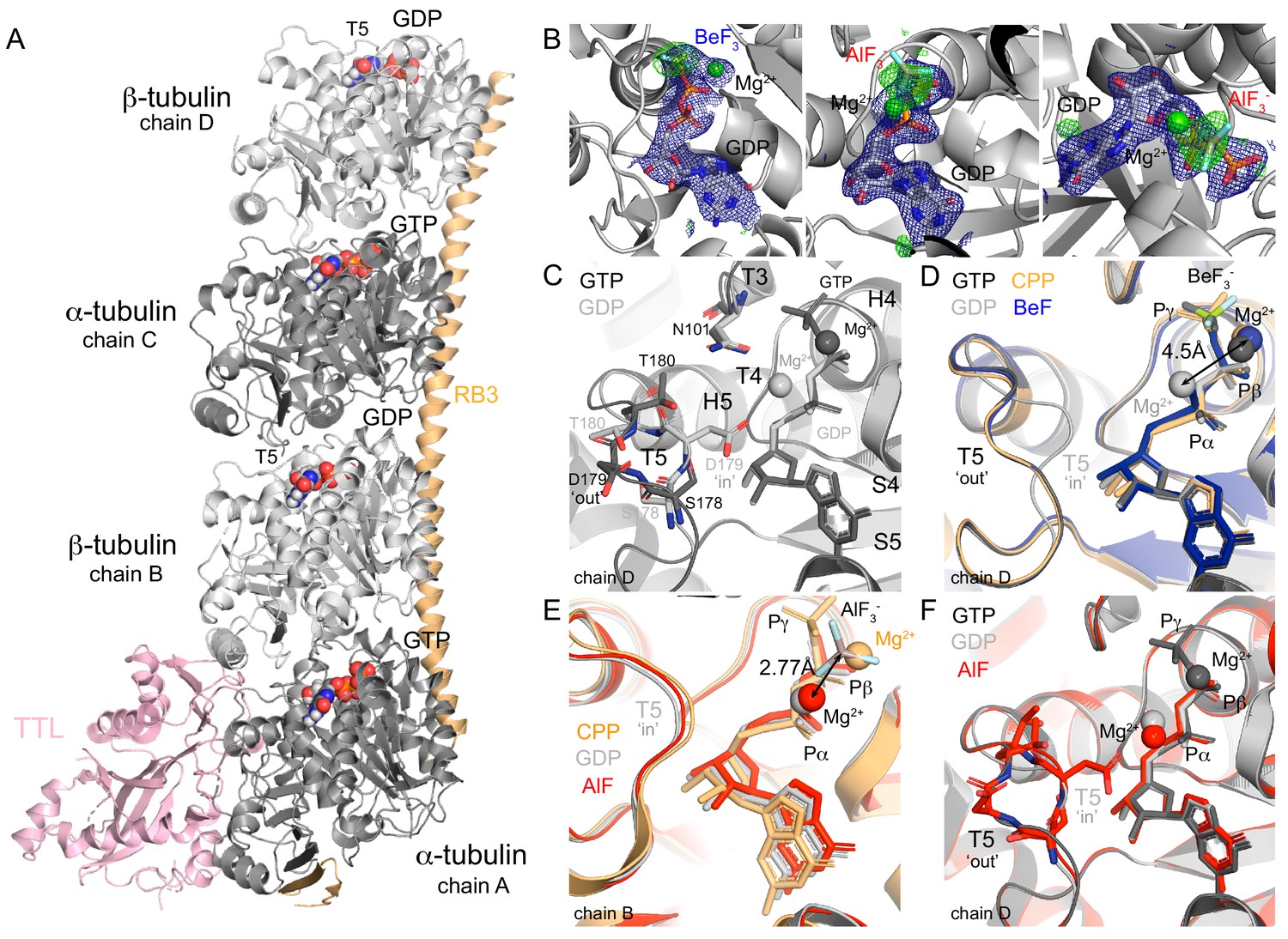 Structural Model For Differential Cap Maturation At Growing Microtubule Ends Elife