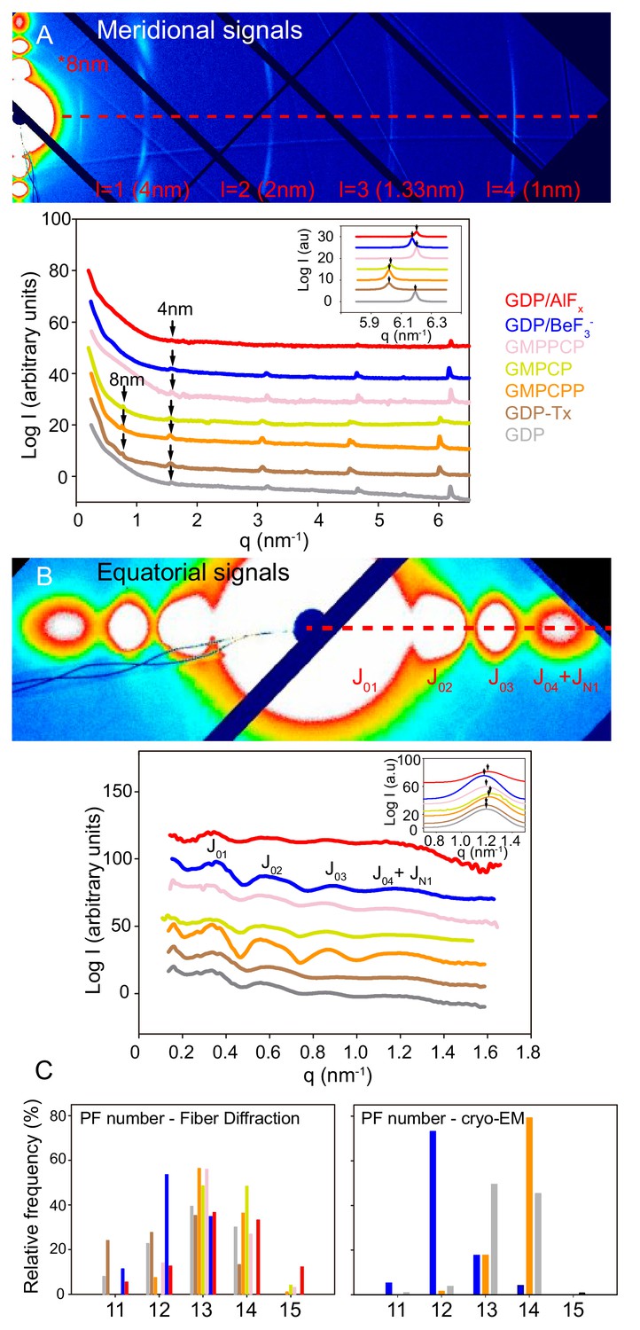 Structural Model For Differential Cap Maturation At Growing Microtubule Ends Elife