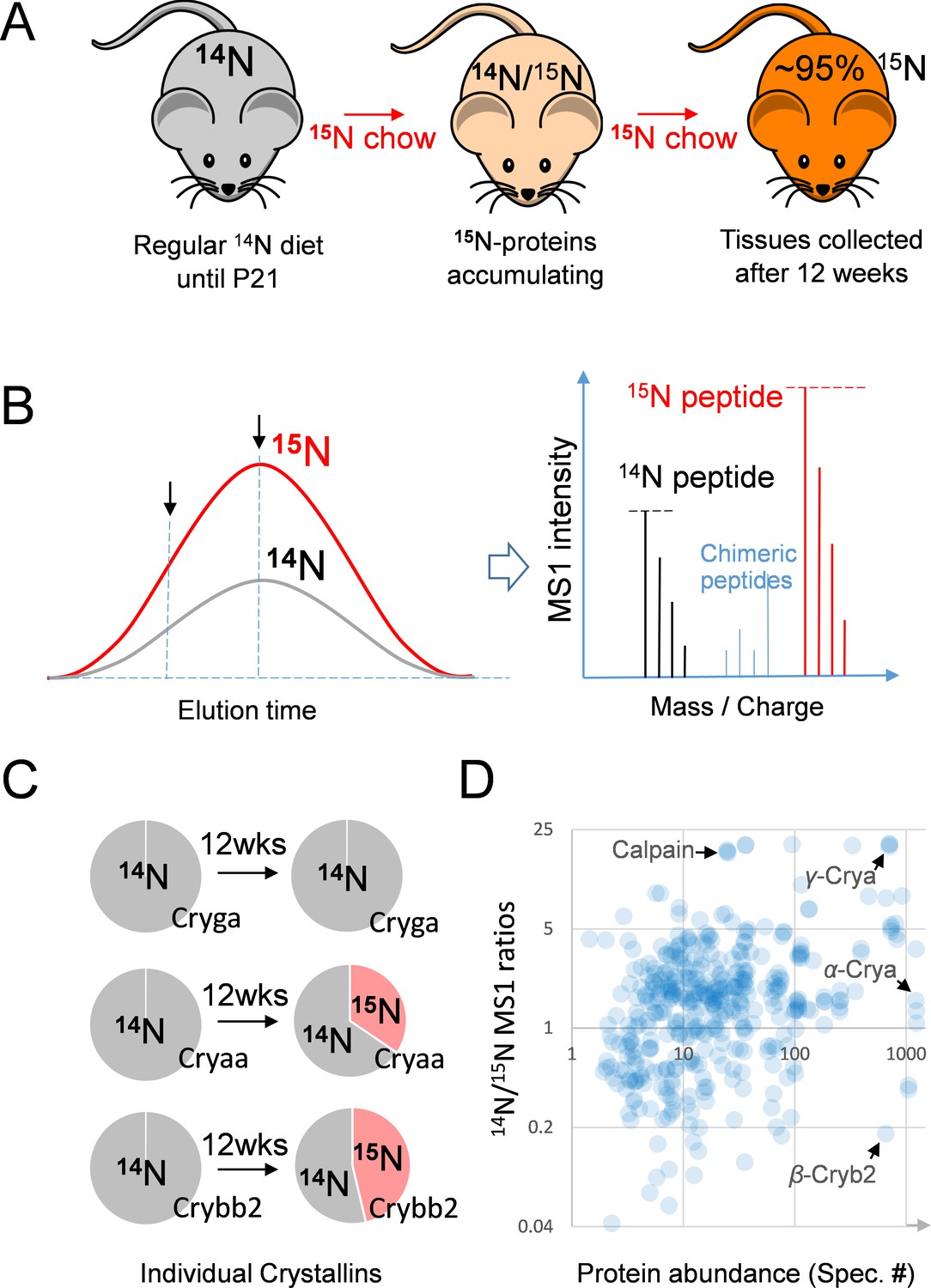 radicaal te binden Hoopvol Long-lived metabolic enzymes in the crystalline lens identified by  pulse-labeling of mice and mass spectrometry | eLife
