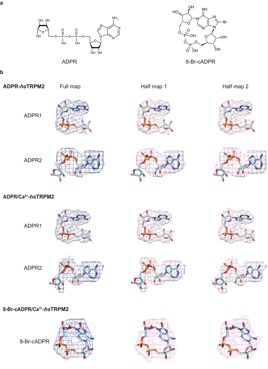 Figures And Data In Ligand Recognition And Gating Mechanism Through ...