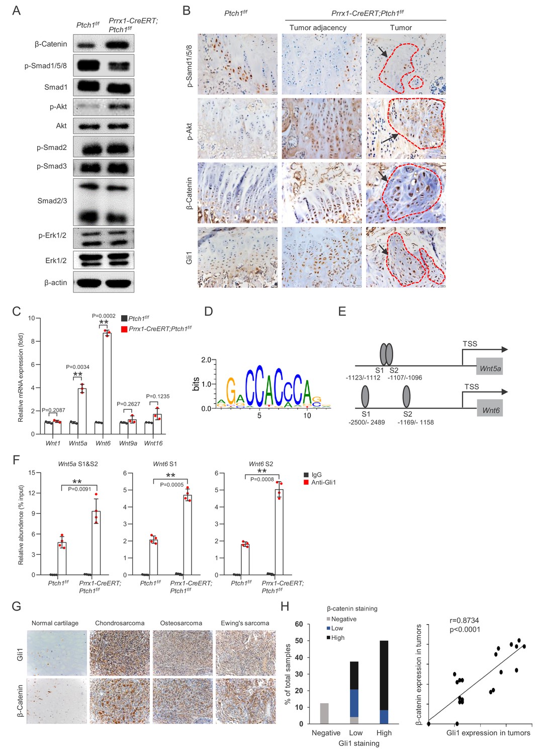 Activation of hedgehog signaling in mesenchymal stem cells induces ...