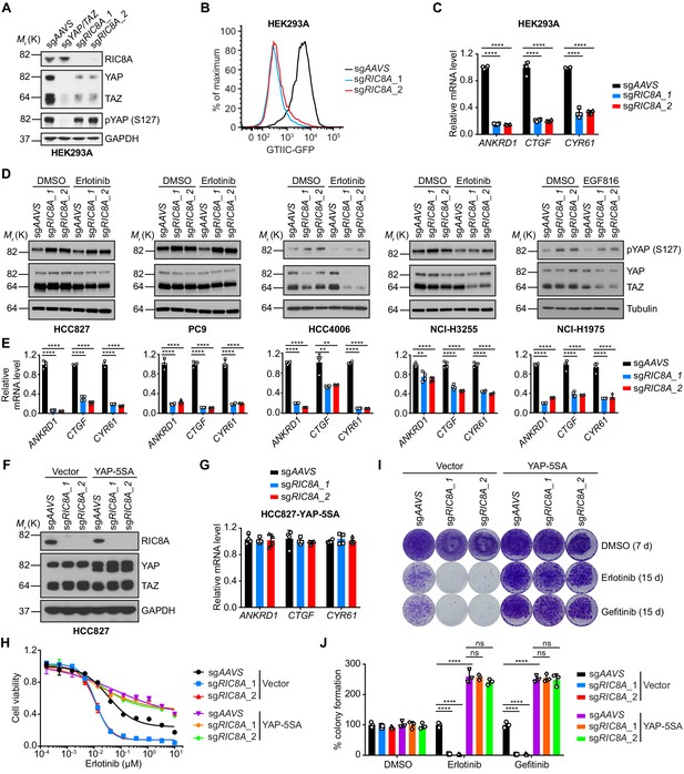 Genome-wide CRISPR Screening Reveals Genetic Modifiers Of Mutant EGFR ...