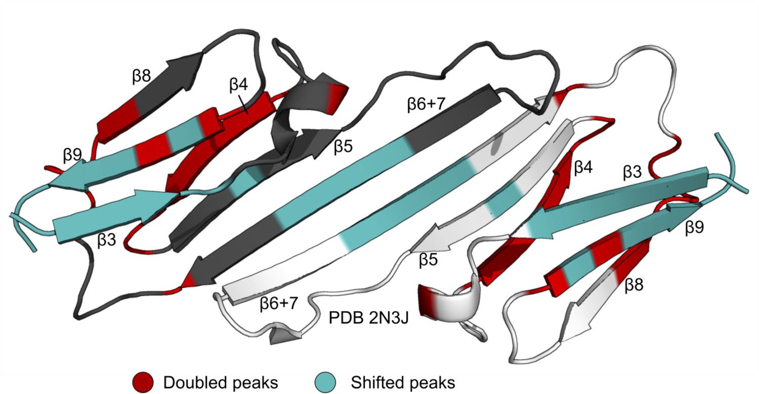 The ER has many complex proteins and so have a robust system for heat-shock protein assisted folding