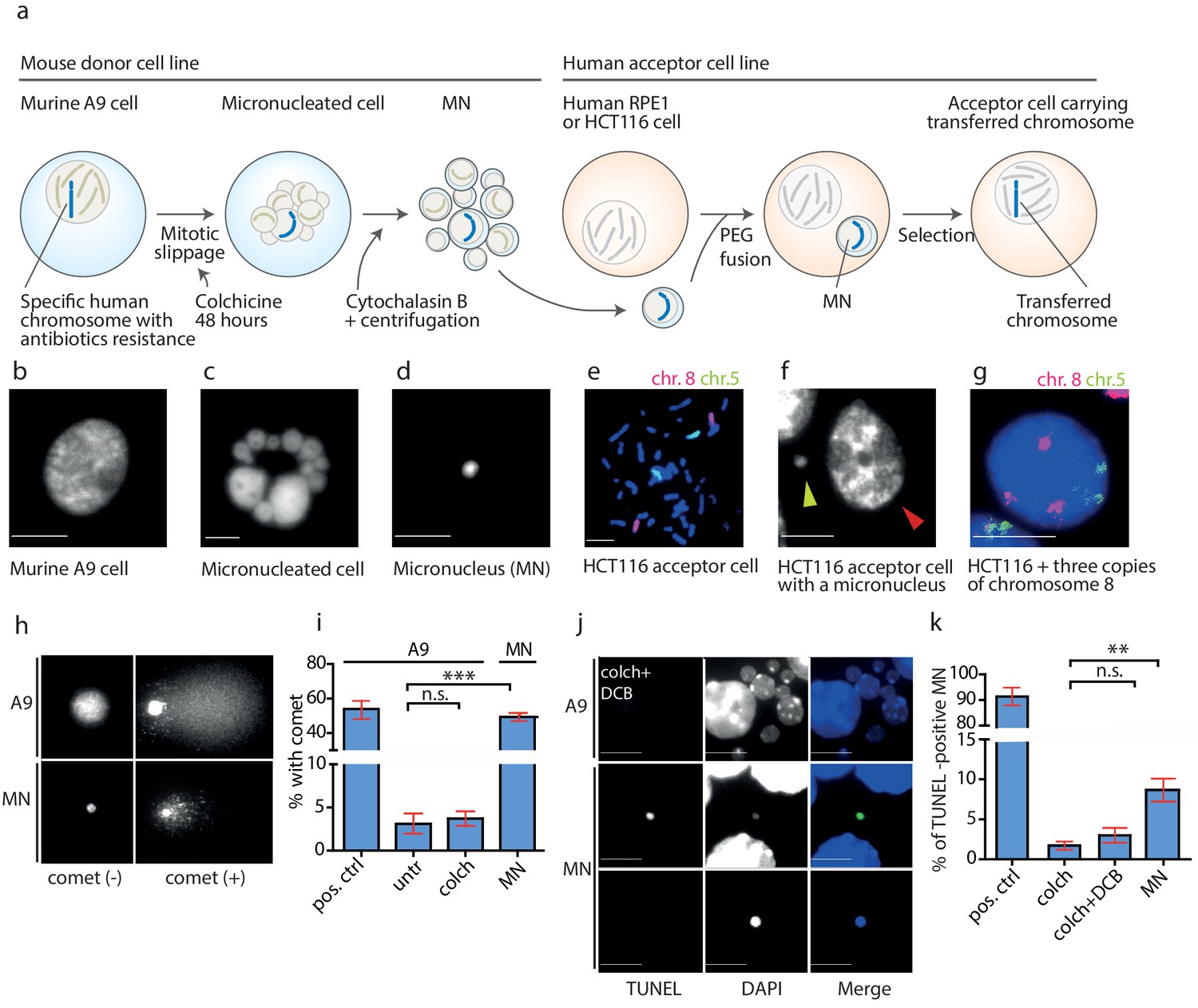 Figures And Data In Micronuclei-based Model System Reveals Functional ...