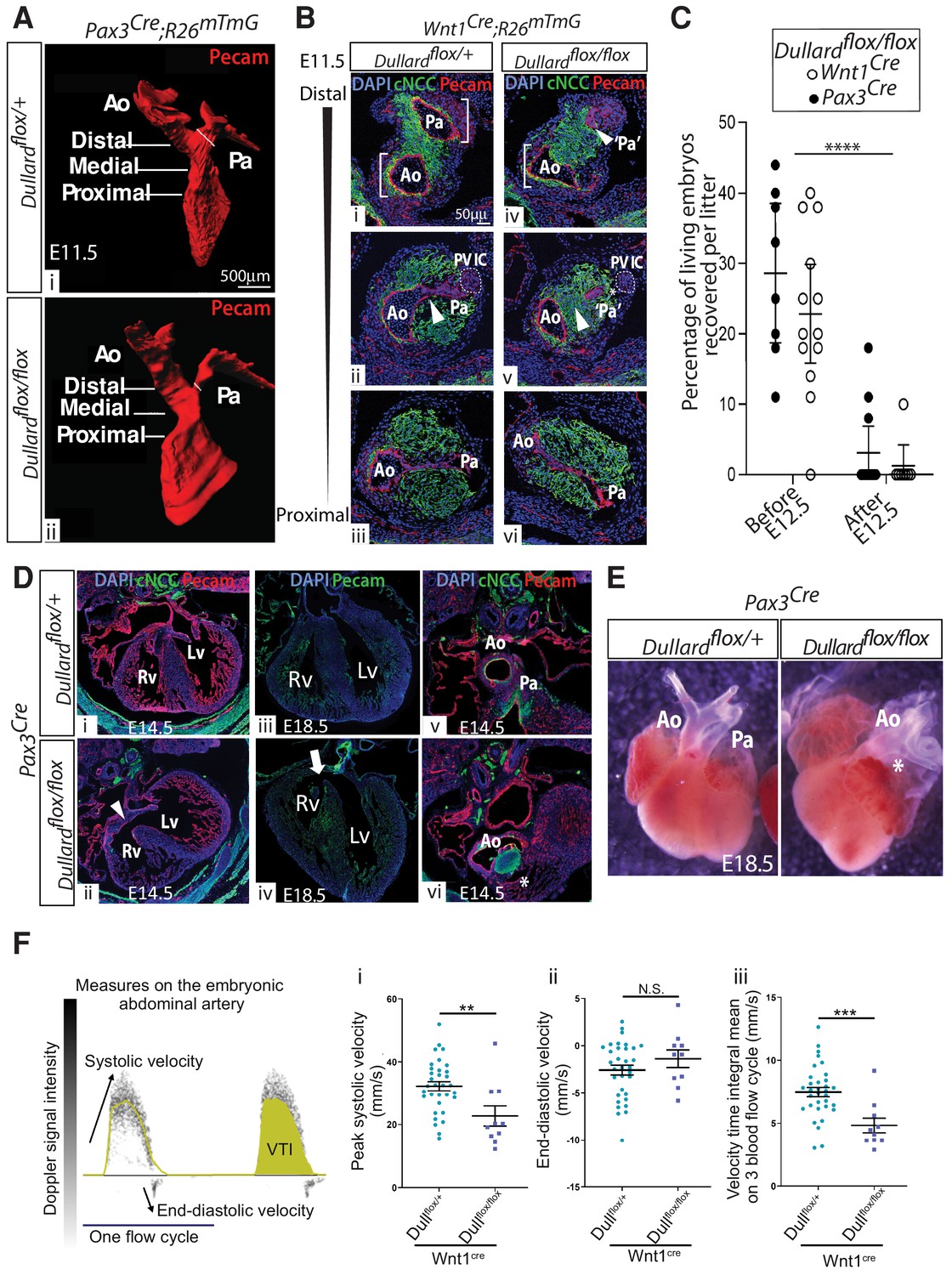 Dullard-mediated Smad1/5/8 inhibition controls mouse cardiac neural ...