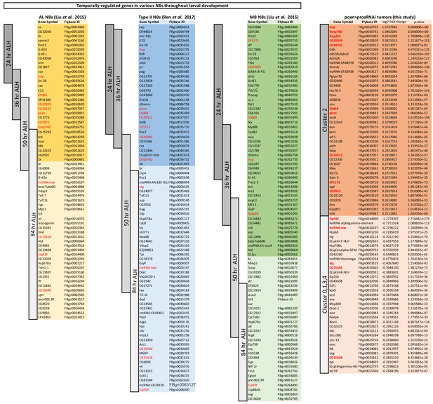 Figures and data in Coopted temporal patterning governs cellular ...